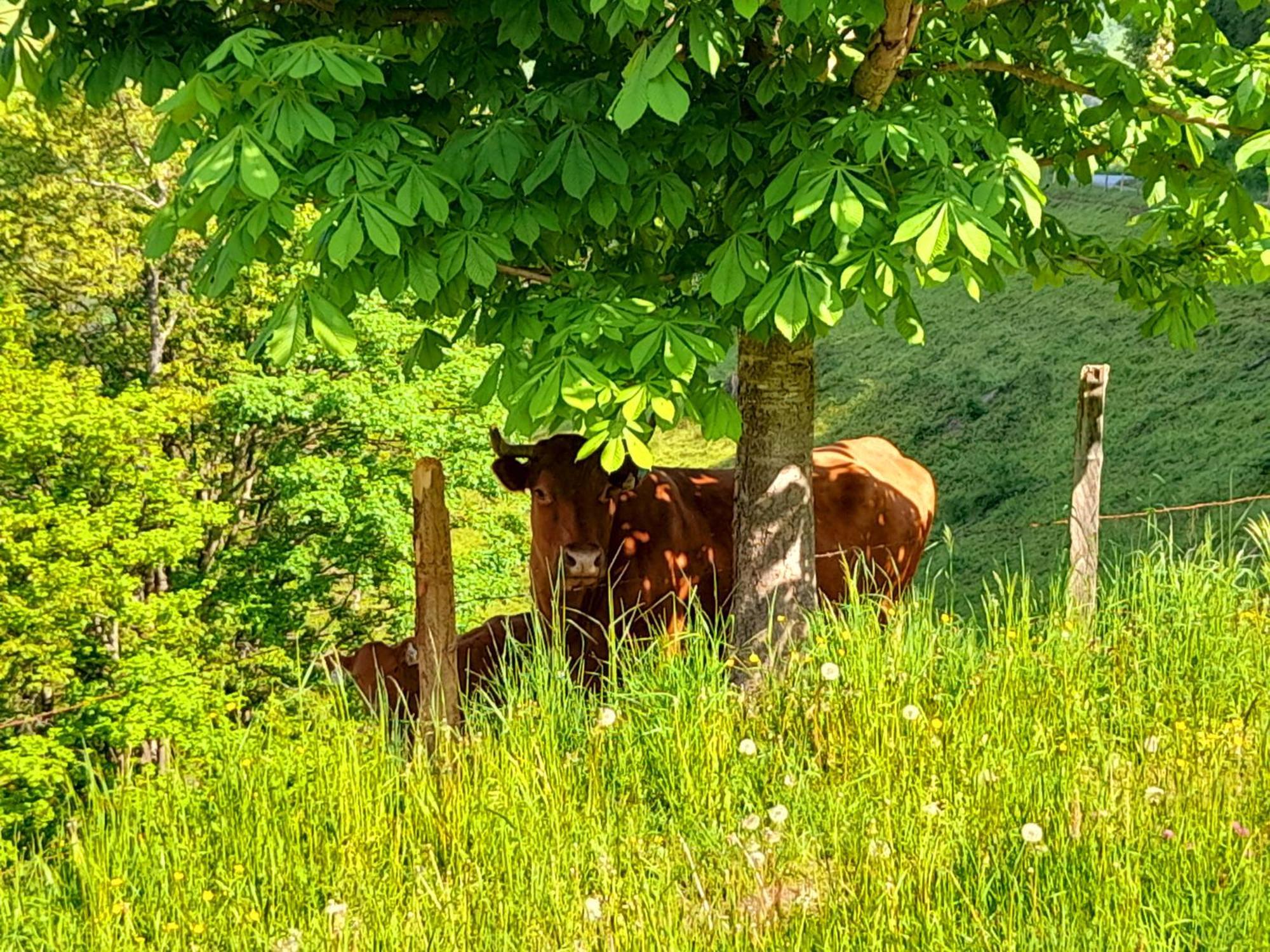 Hallmoosgut Sankt Johann im Pongau Esterno foto