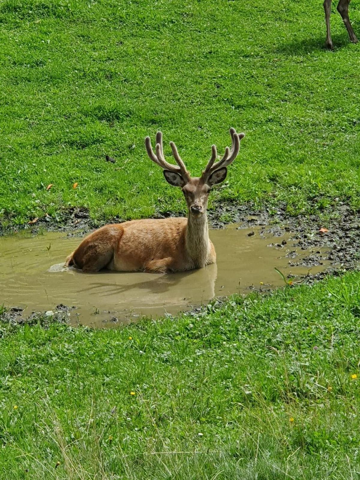 Hallmoosgut Sankt Johann im Pongau Esterno foto