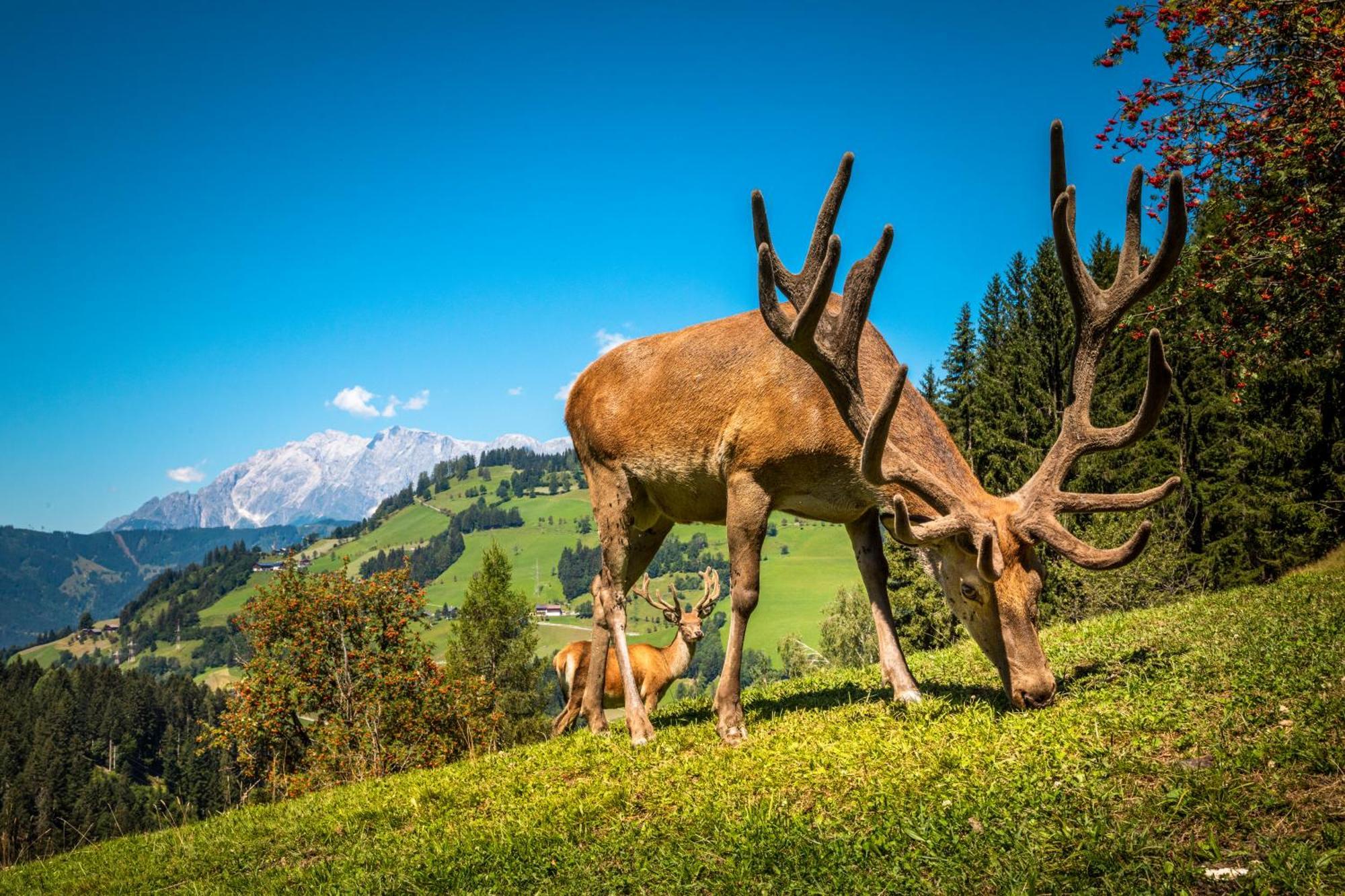 Hallmoosgut Sankt Johann im Pongau Esterno foto